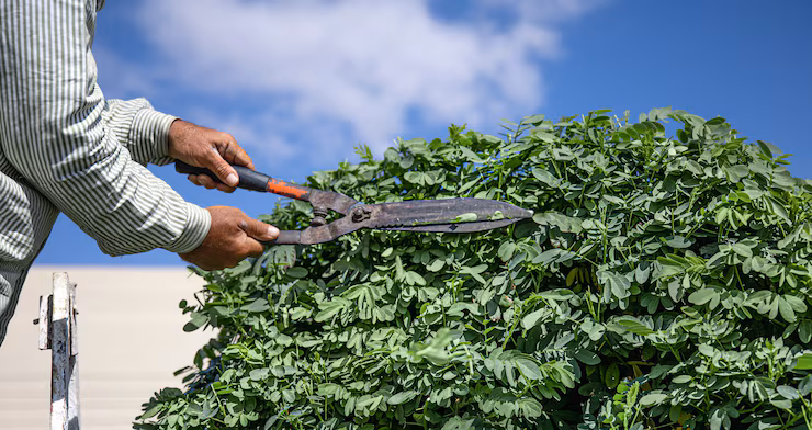 Professional tree trimming service